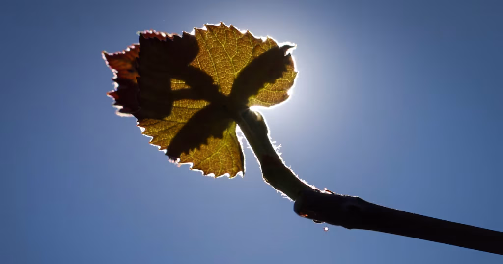 Cobertura de Seguros Insuficiente Aumenta Vulnerabilidade do Agronegócio às Mudanças Climáticas