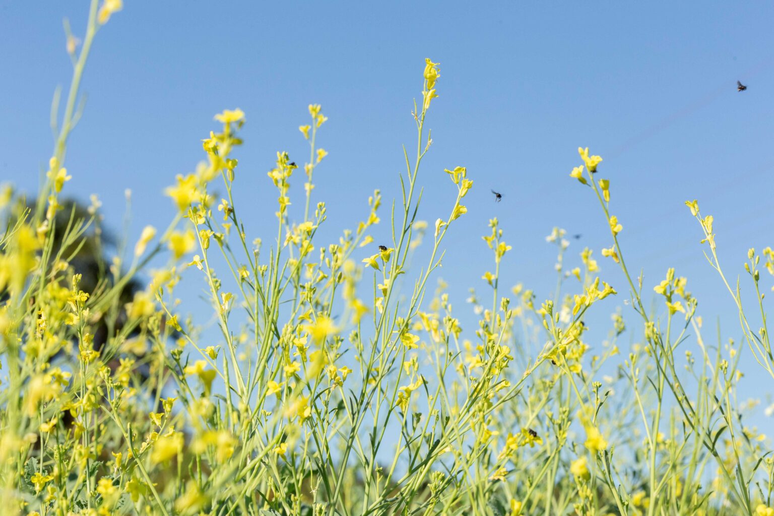 Cultura Emergente: Brasil Expande Horizonte Agrícola com a Carinata e Outras Culturas