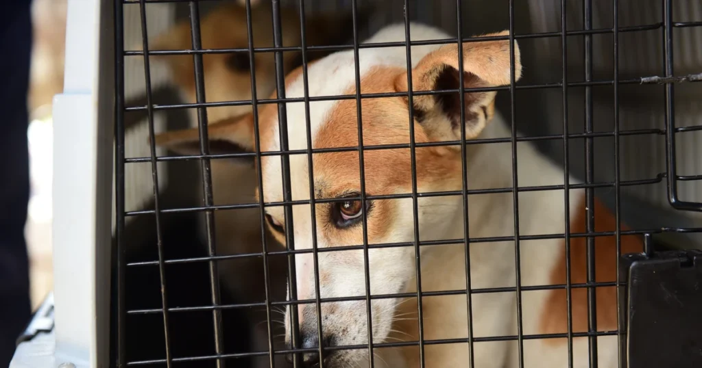 Maus-tratos a Animais: Nova Lei Exige Alertas de Clínicas no Espírito Santo