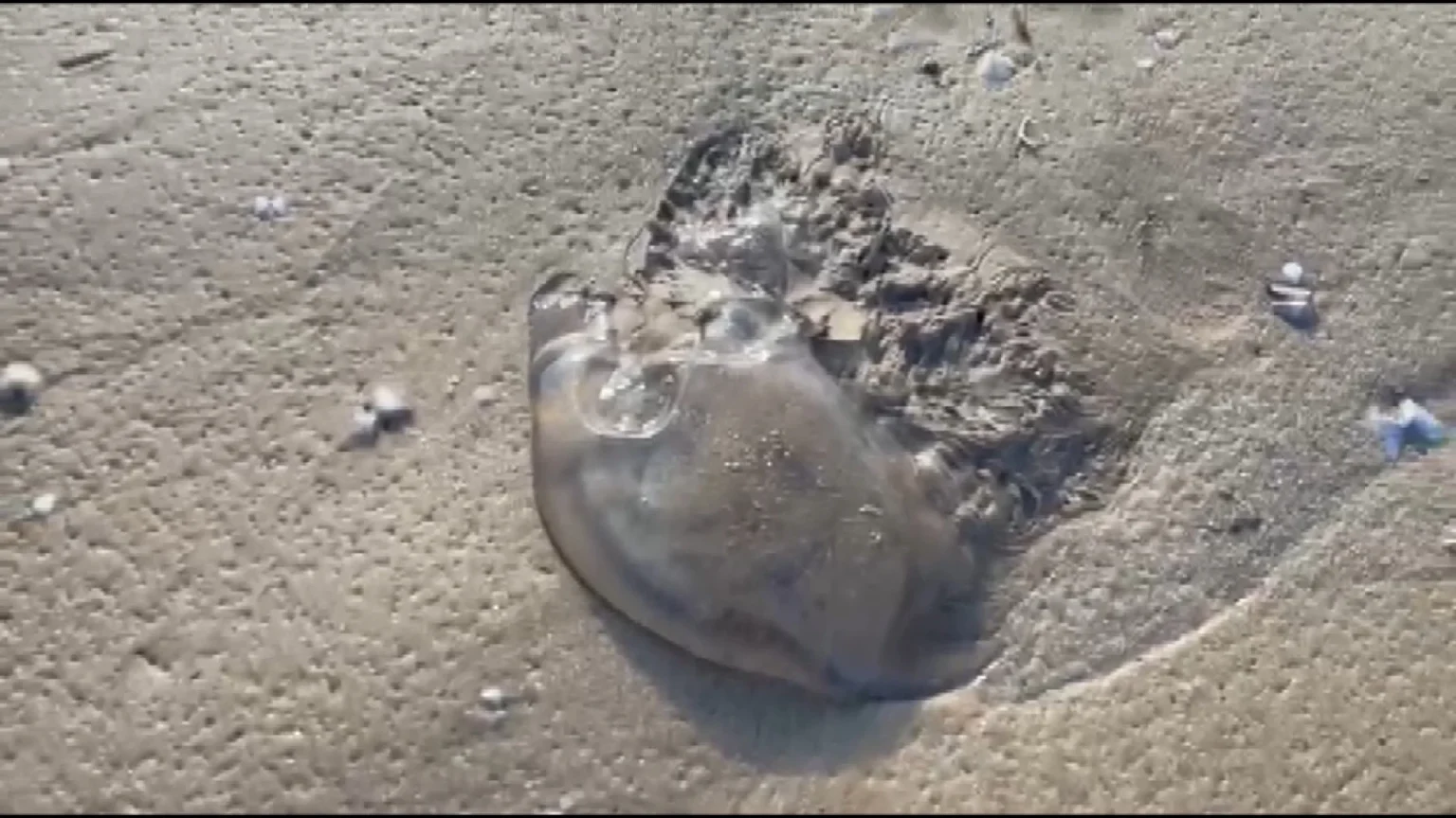 O que fazer ao encontrar águas-vivas nas praias do Espírito Santo