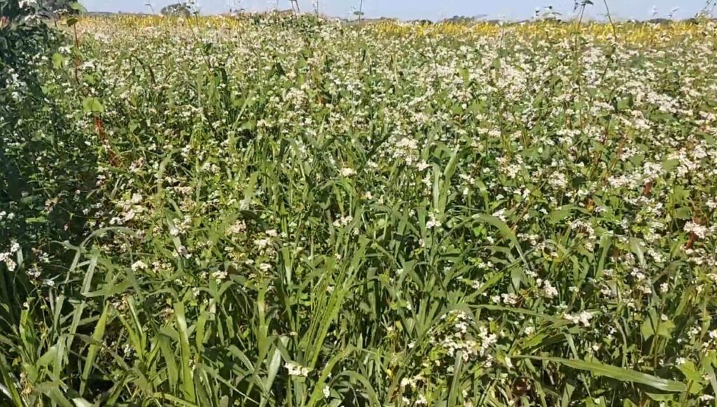 Uso de Plantas de Cobertura na Agricultura: Benefícios Ignorados