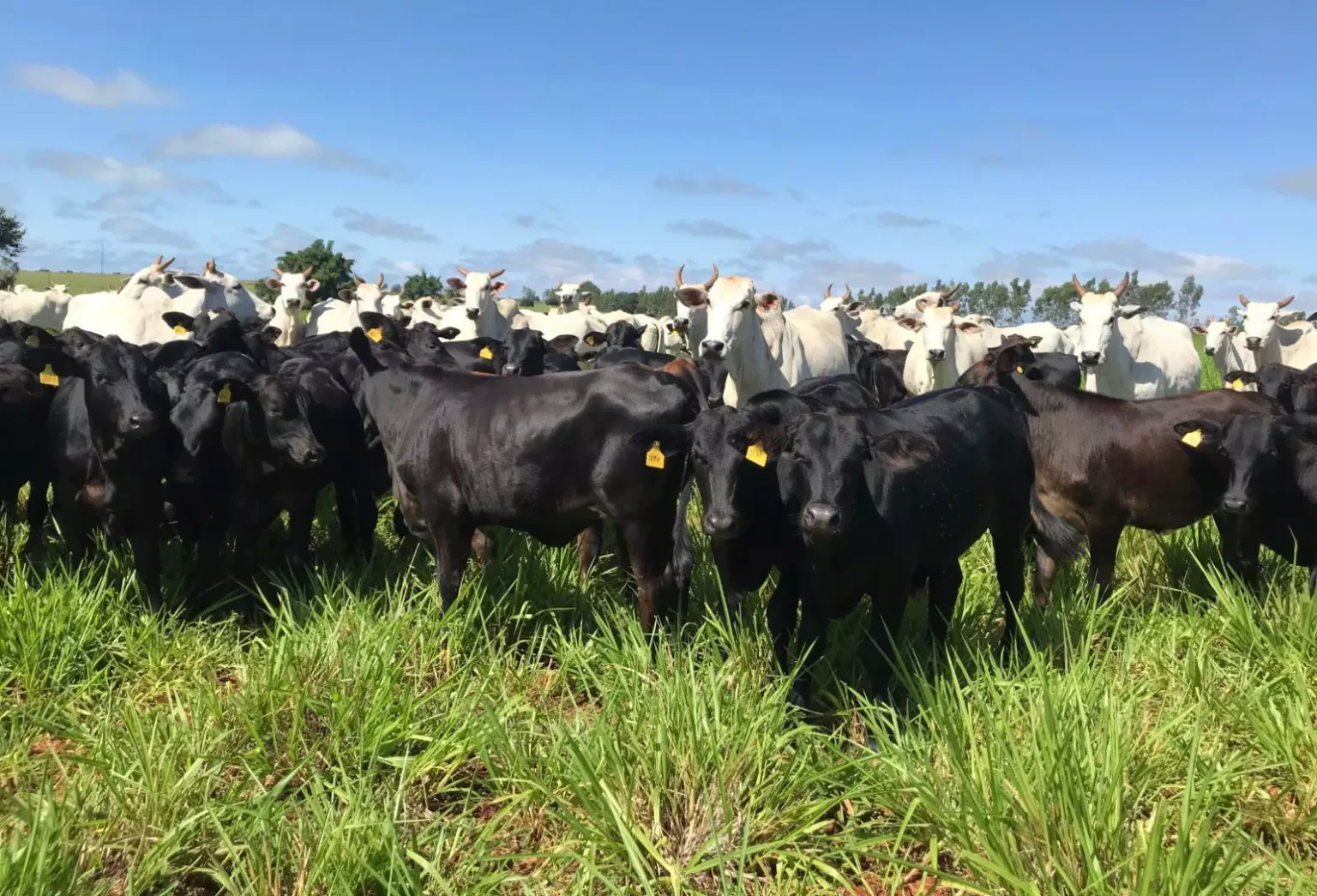 Agronegócio: 2026 será o Ano da Cria no Brasil?