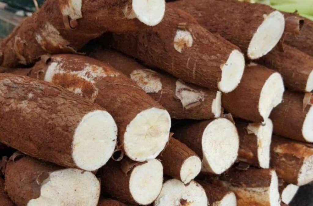 Aumento na Produção de Mandioca Pressiona Rentabilidade em 2025