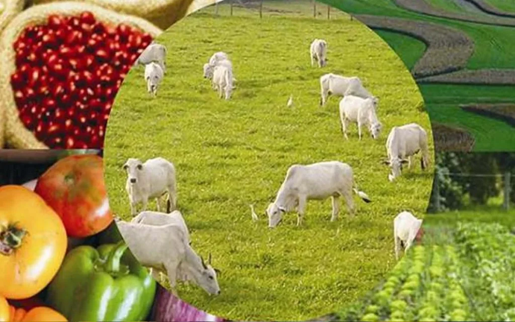 Crescimento do Agronegócio no Acre é de 11,8% em 2025, superando a Média Nacional