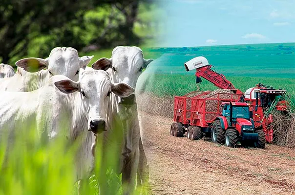 Desafios e Oportunidades no Agronegócio Brasileiro em 2026 Desafios e Oportunidades no Agronegócio Brasileiro em 2026