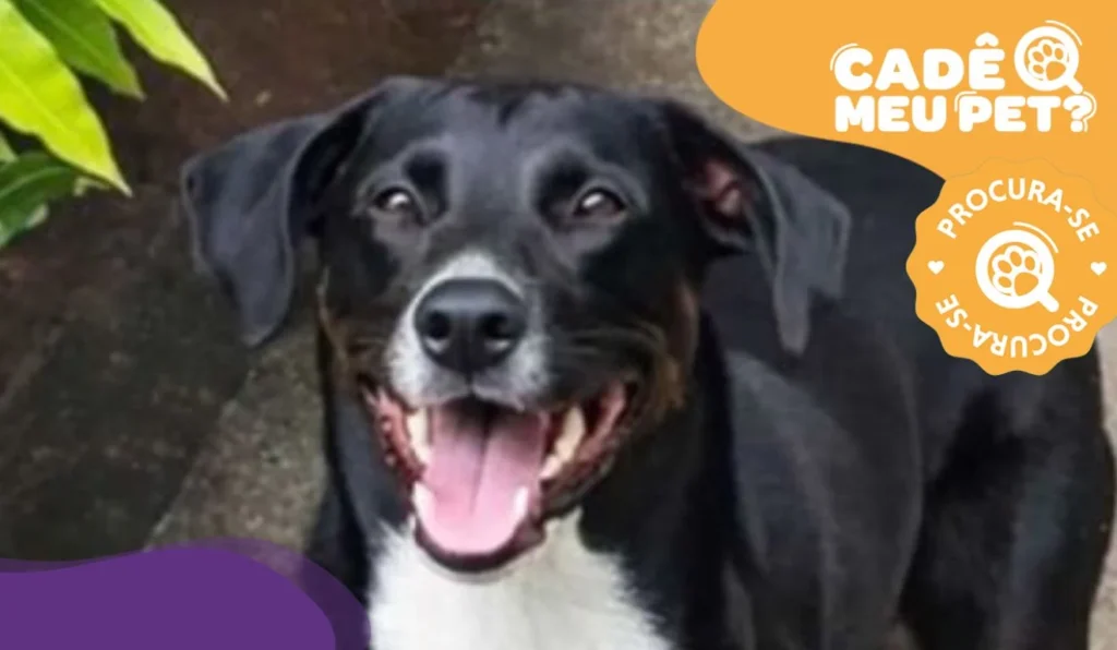 Desaparecimento de Jhow: Ajuda da Comunidade é Crucial para Encontrar o Cão em Vila Velha