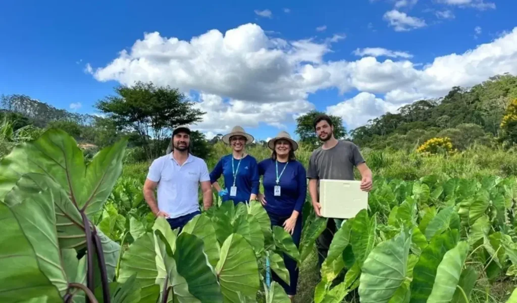 Inhame Capixaba: Incaper Desenvolve Variedades Adaptadas para Aumentar Produtividade