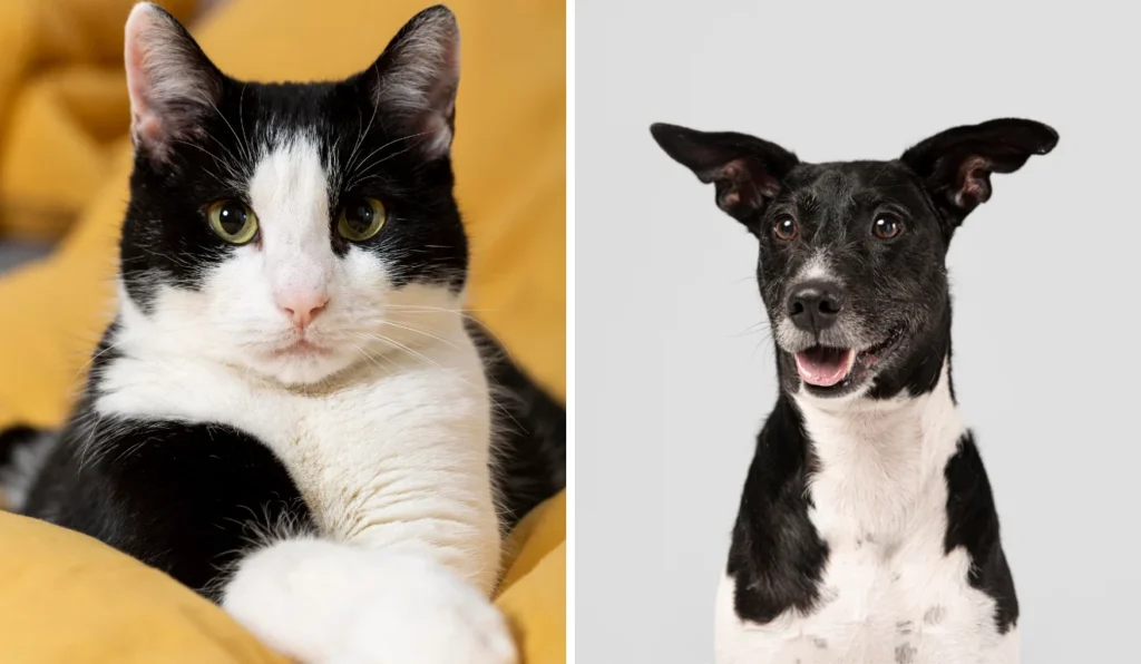 Inscrições Abertas para Castração Gratuita de Cadelas e Gatas em Vila Velha