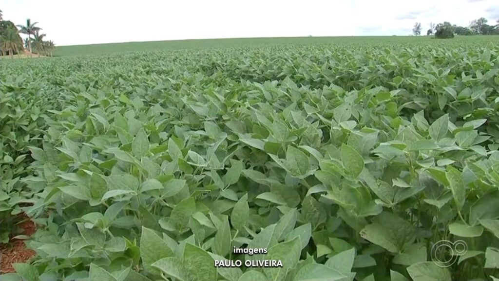 Itapetininga se Destaca entre as 40 Cidades que Mais Exportam em SP