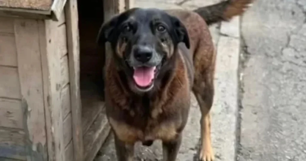 Justiça pela Morte Cruel do Cachorro Orelha: MPES Se Manifesta
