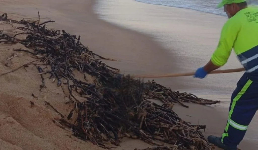 Mais de 56 Toneladas de Gigogas Retiradas das Praias de Vila Velha em Apenas 4 Dias