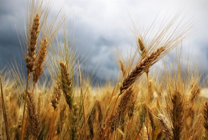 Mercado de Trigo no Brasil: Liquidez Moderada e Preços em Alinhamento com Importações Mercado de Trigo no Brasil: Liquidez Moderada e Preços em Alinhamento com Importações