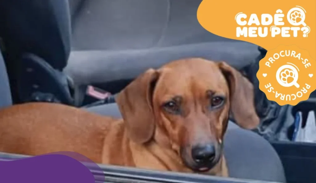 Nina: Cadela Desaparecida em Vila Velha Ganha Recompensa da Família