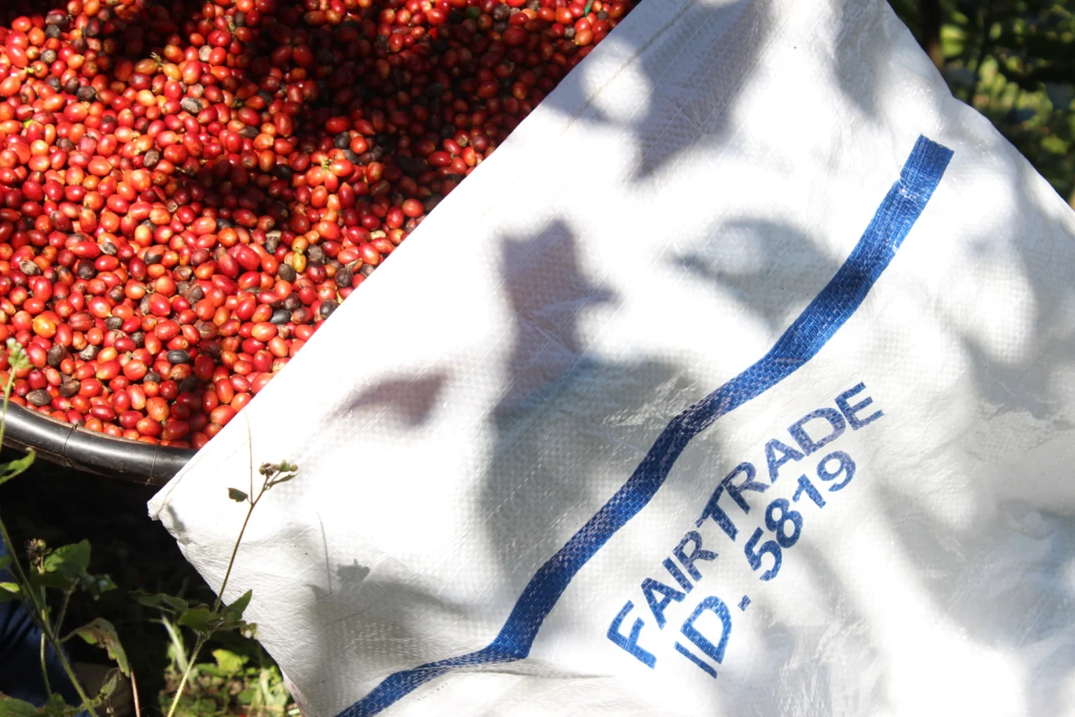 Porto da Imetame: Café do ES Busca Redução de Custos e Aumento nas Vendas Porto da Imetame: Café do ES Busca Redução de Custos e Aumento nas Vendas