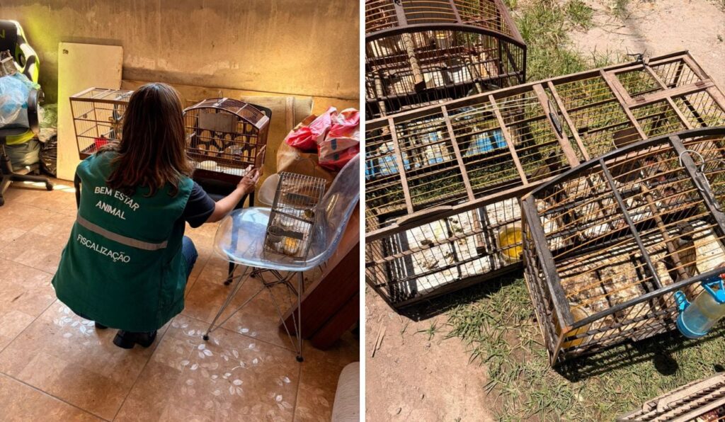 Resgate de Aves Silvestres em Vila Velha: Maus-Tratos Desencadeiam Ação de Fiscalização