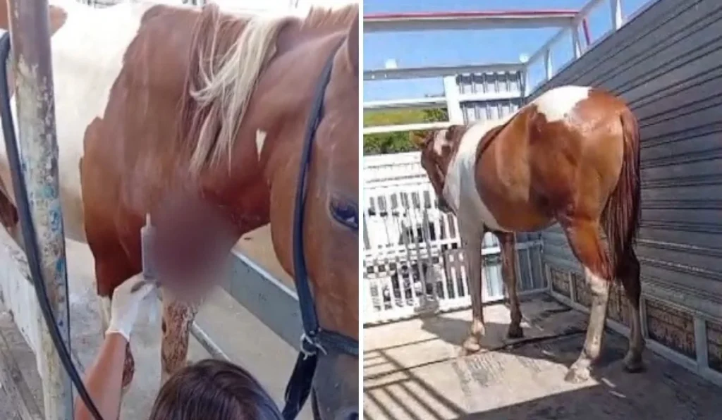 Cavalo Atropelado na Segunda Ponte: Estado Grave do Animal Levanta Preocupações Cavalo Atropelado na Segunda Ponte: Estado Grave do Animal Levanta Preocupações
