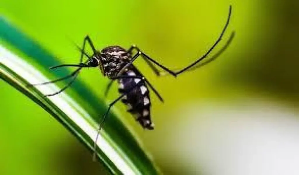 CICC de Arboviroses: Um Ano de Avanços na Luta Contra Dengue no Espírito Santo