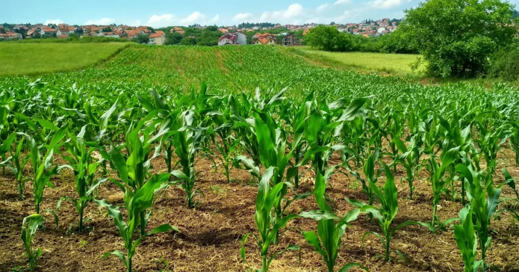 Como o Agronegócio Brasileiro Enfrenta o Risco Climático a Cada Safra