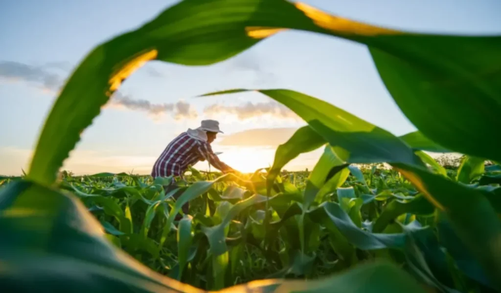 Crescimento do Crédito Rural: Agricultura Familiar no Espírito Santo Atinge R$ 1,94 Bilhão