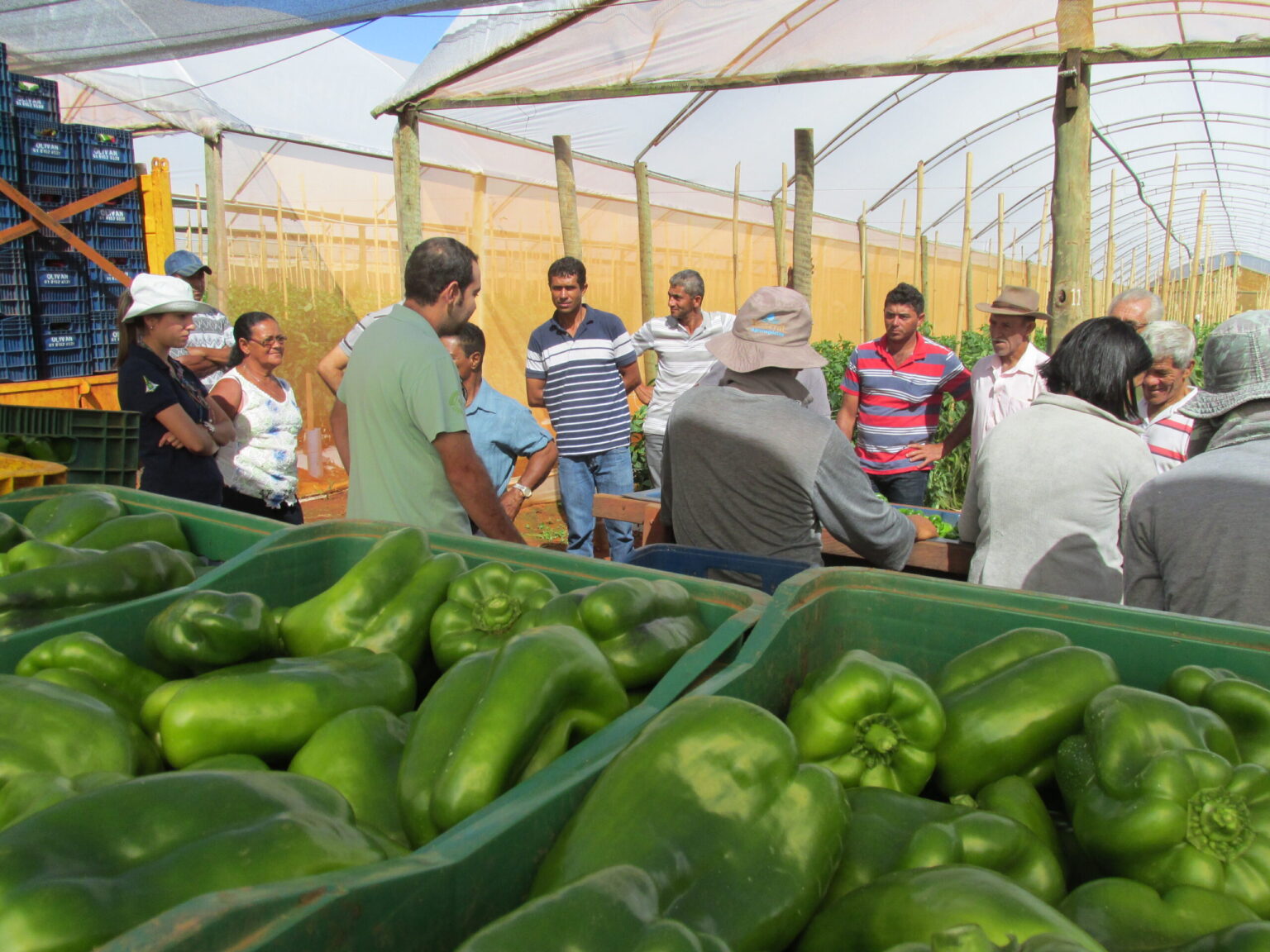 Emater-DF Lança Curso Gratuito para Gestão Eficiente no Agronegócio