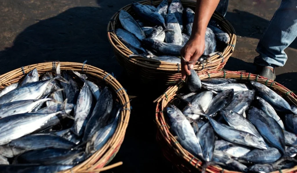 Expectativa de 500 Toneladas de Pescados Vendidas Até a Páscoa no Espírito Santo Expectativa de 500 Toneladas de Pescados Vendidas Até a Páscoa no Espírito Santo