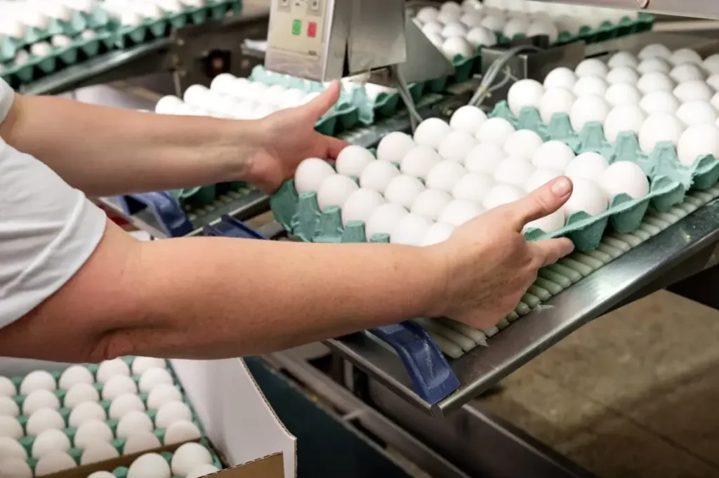 Exportações de Ovos do Espírito Santo Crescem 1.275% e Colocam Agro Capixaba em Destaque Global