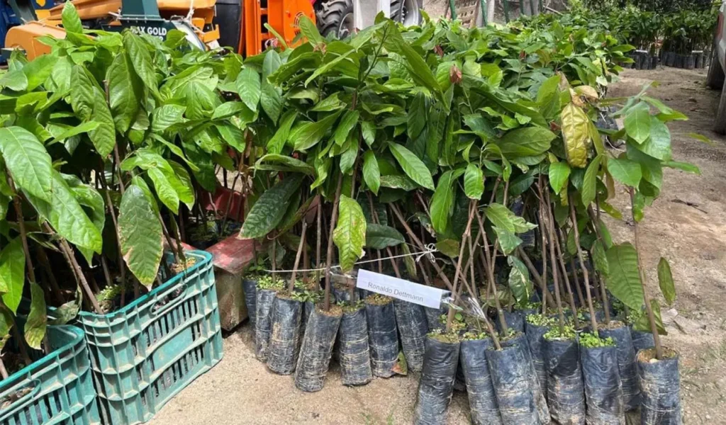 Guaçuí e Jerônimo Monteiro: Entrega de 68 mil Mudas para Agricultura Familiar