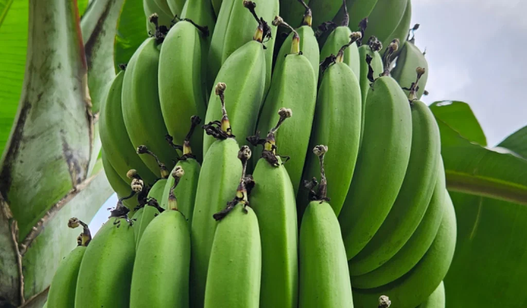 Incaper Apresenta Nova Variedade de Banana que Promete Aumentar Produtividade em Alfredo Chaves