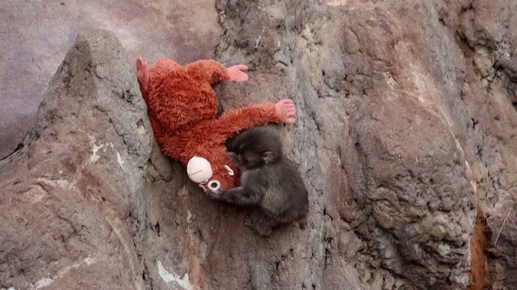 Onde está Punch? Desafio visual inspirado em macaquinho viraliza nas redes sociais Onde está Punch? Desafio visual inspirado em macaquinho viraliza nas redes sociais