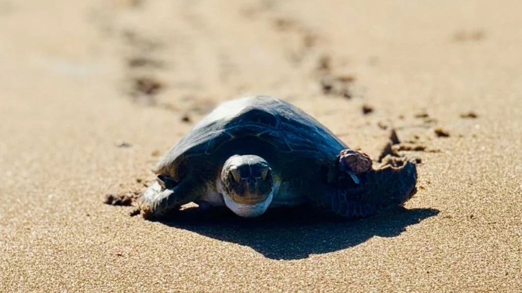 Tartaruga-Verde Retorna ao Mar em Guriri Após Longa Reabilitação
