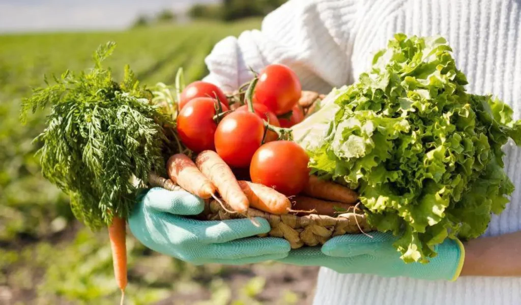Vila Velha Inova e Aumenta Compra de Alimentos da Agricultura Familiar para Escolas