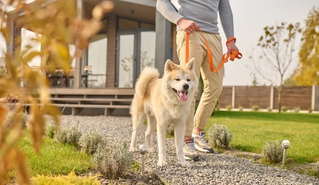Animais de Estimação: Fator Decisivo na Escolha de Imóveis de Luxo