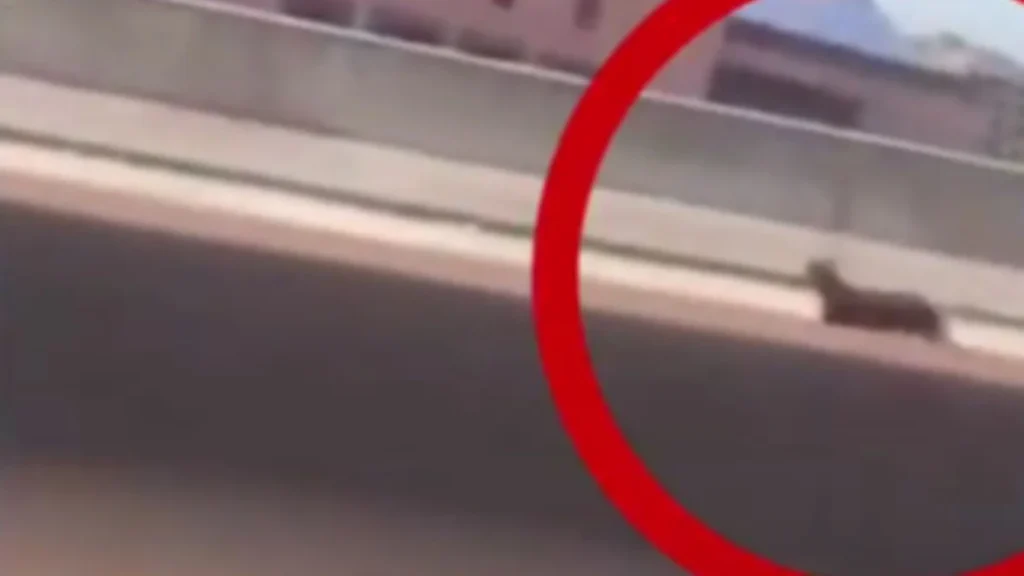 Chuvas em Espírito Santo: Nível do Rio Doce em Colatina apresenta queda, mas alerta continua