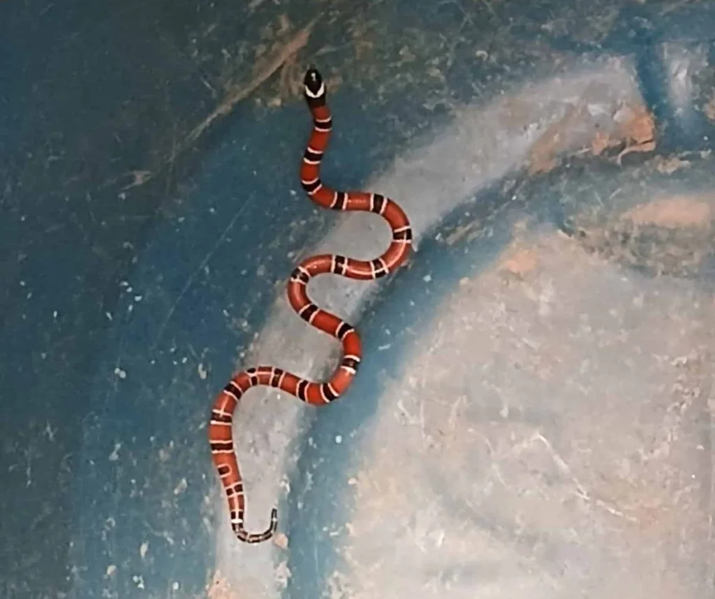 Resgate de Cobra Coral em Vila Velha: Ação Rápida da Guarda Municipal