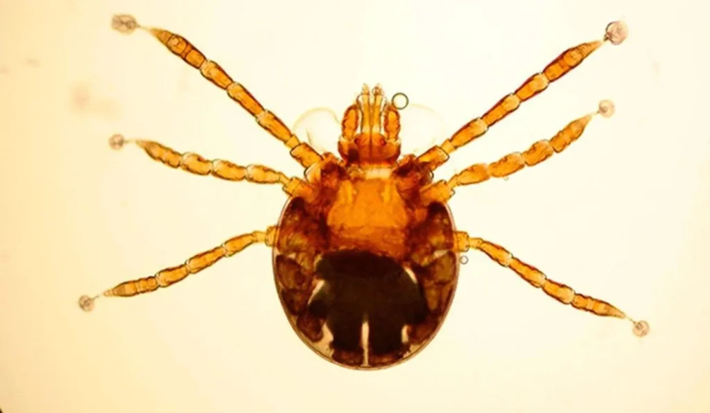 Tragédia no Espírito Santo: Criança Perde a Vida para a Febre Maculosa