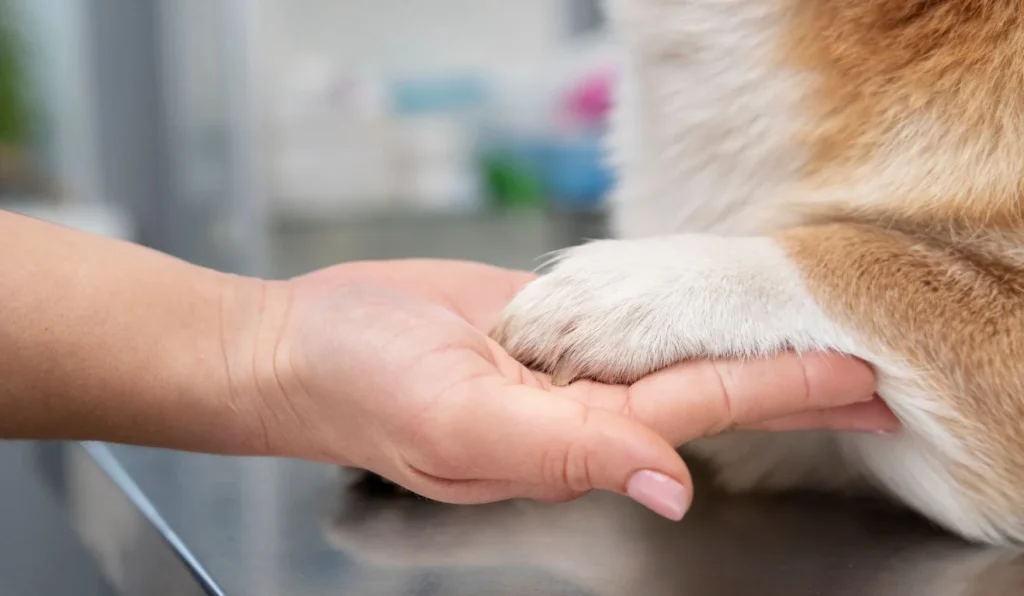 Vila Velha Abre Novas Vagas para Protetores de Animais e Você Pode Participar!