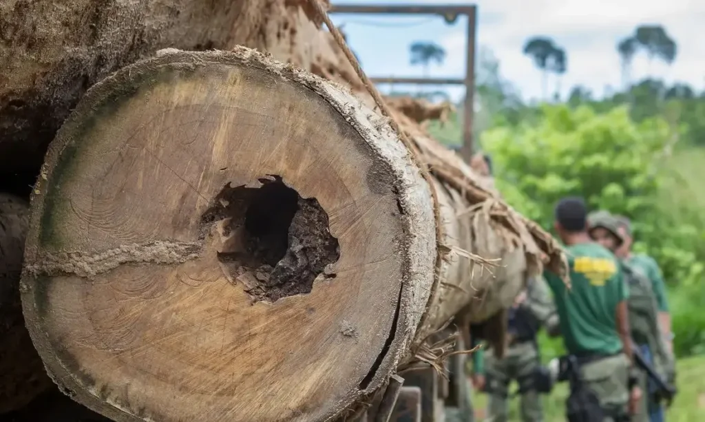 Desmatamento no Brasil: Há soluções, mas falta vontade política, afirma Marina Rossi