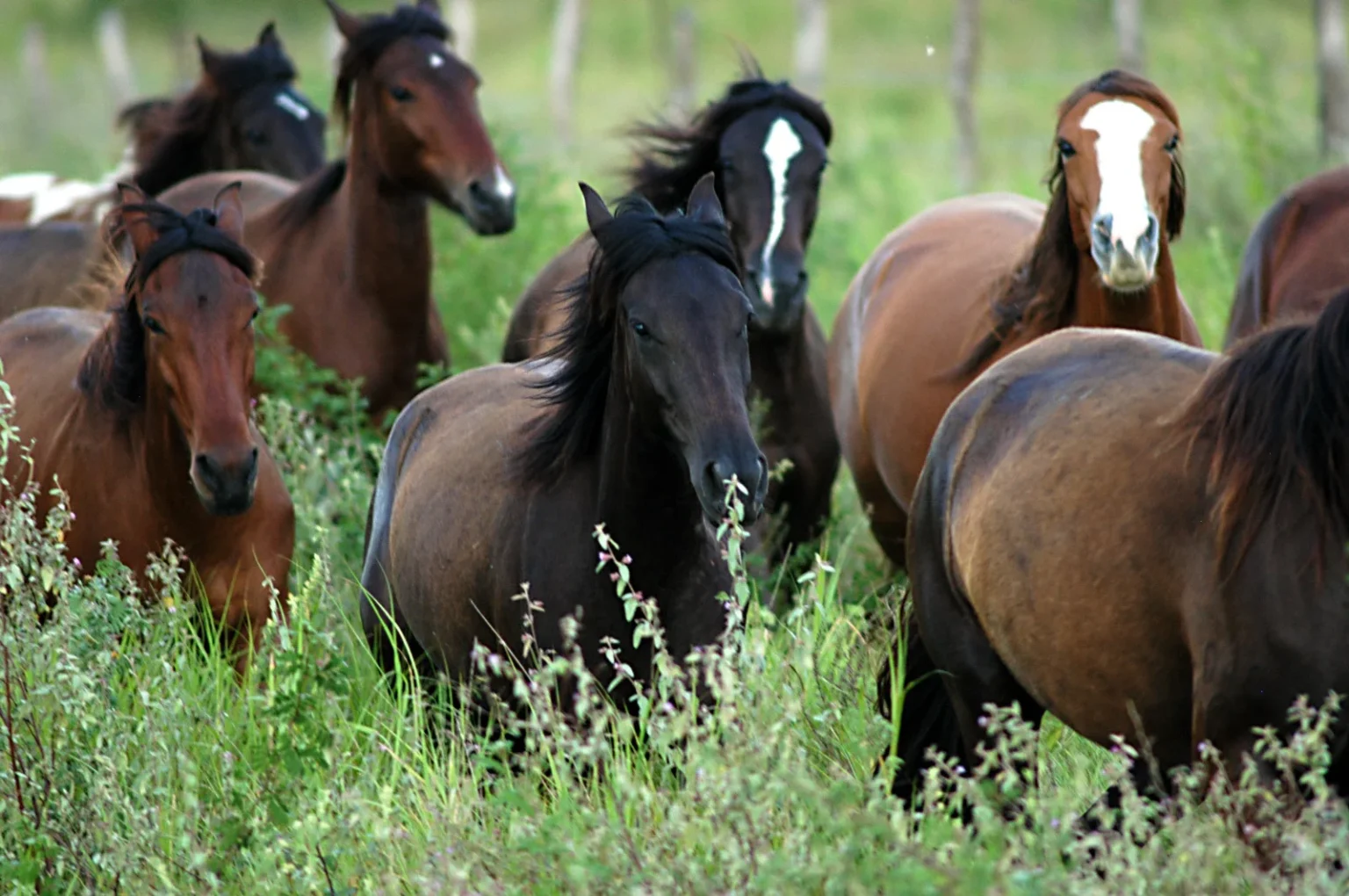 Gravatá Sedia Centro de Excelência em Equinocultura: Um Marco para o Setor no Nordeste