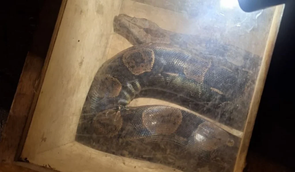 Jiboia é Capturada em Lanchonete de Marechal Floriano: Confira o Vídeo