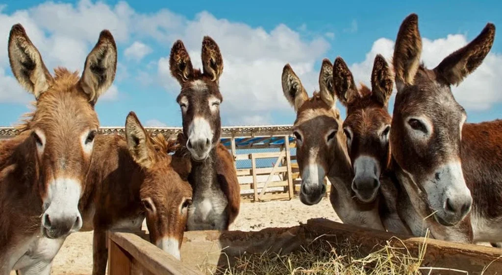 Proibição do Abate de Jumentos na Bahia: Decisão Judicial Impactante