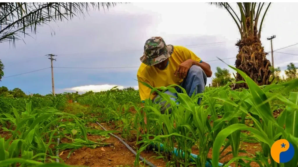 Cooperativas Amplificam Crédito Rural e Aquecem o Agronegócio em Minas Gerais