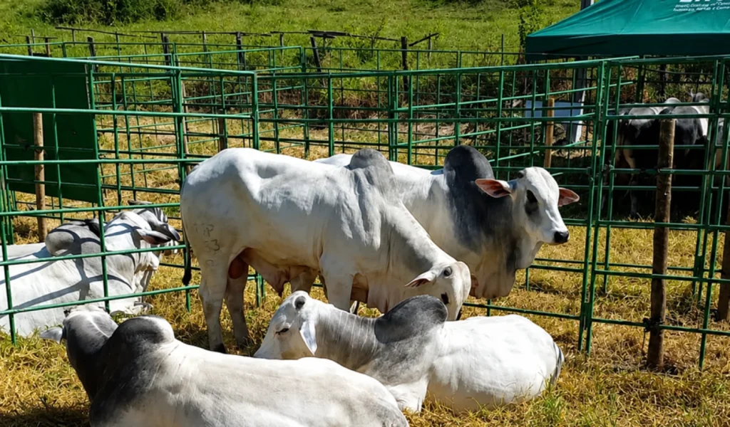 Feira Pró-Genética Revoluciona Pecuária no Sul do ES com Touros de Alto Padrão Genético