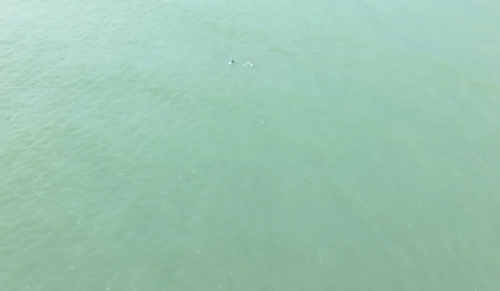 Golfinhos Realizam Acrobacias em Vila Velha: Um Espetáculo Natural