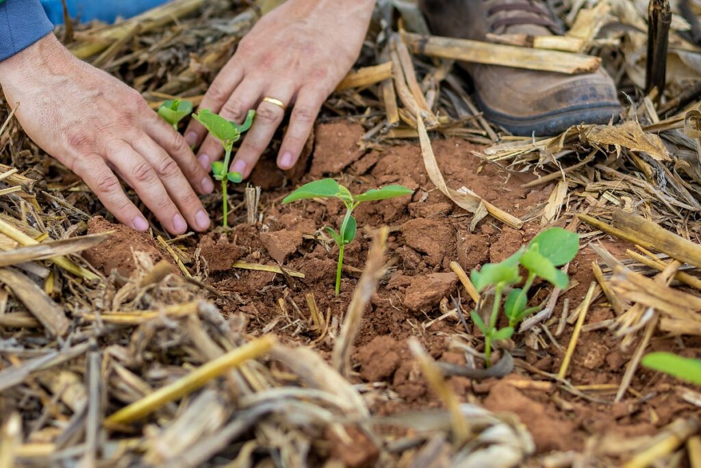 Mato Grosso: Agronegócio Dobrou Empregos e Fortalece Economia Local