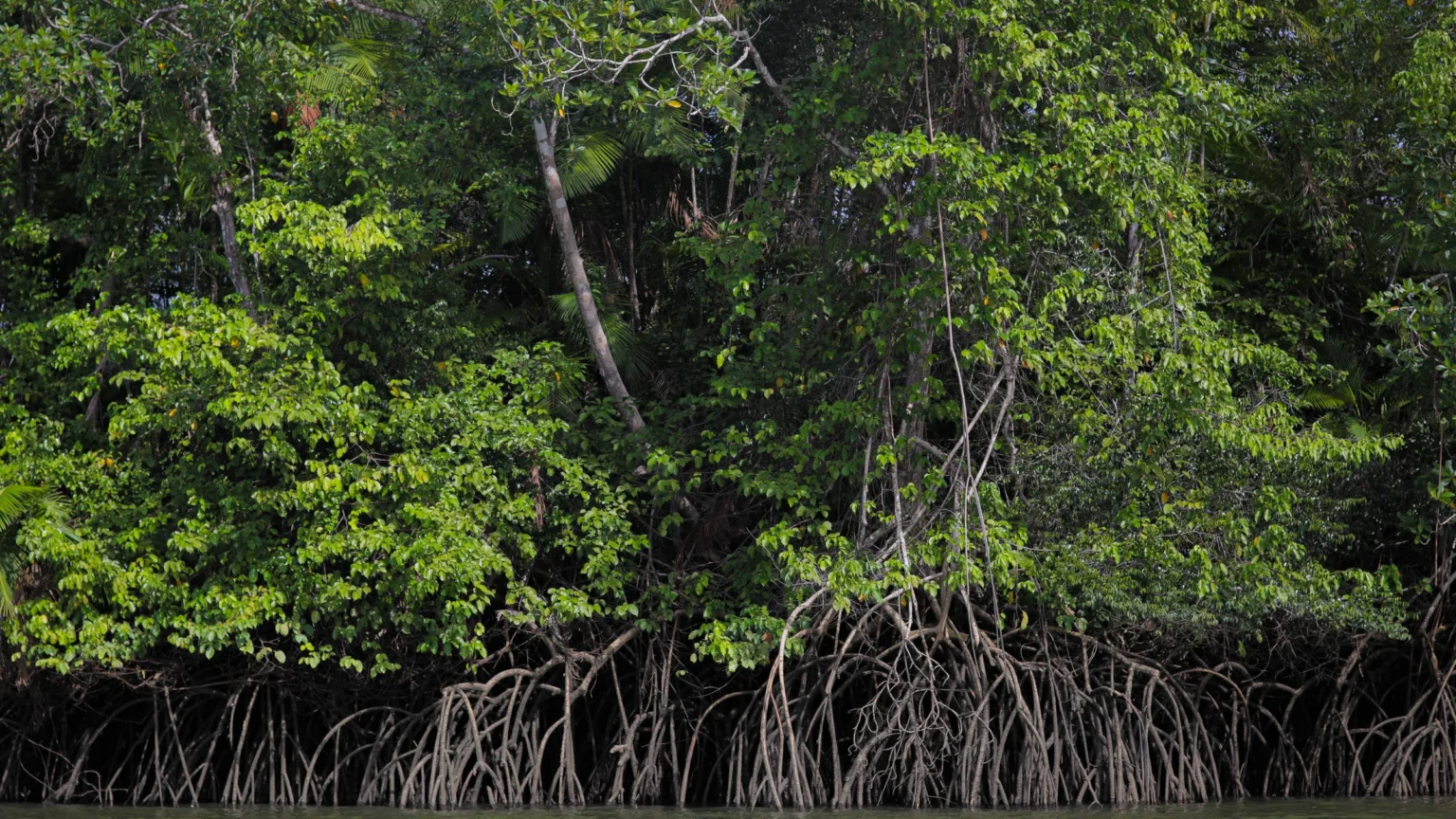 Carbono Azul: Entenda como o oceano influencia o clima e o futuro da cidade