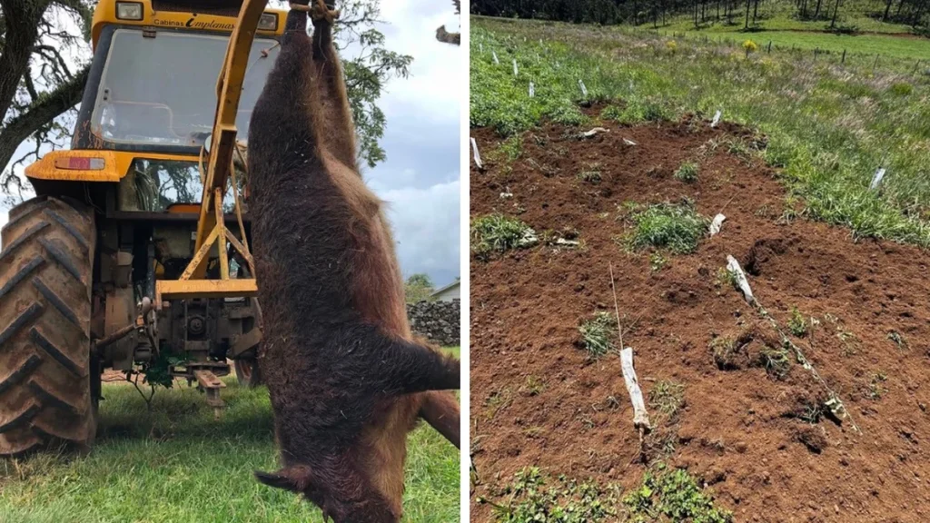 A invasão silenciosa dos javalis na Serra Catarinense e seus impactos econômicos A invasão silenciosa dos javalis na Serra Catarinense e seus impactos econômicos
